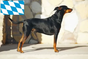 Read more about the article Német pinscher tenyésztők és kiskutyák Bajorországban