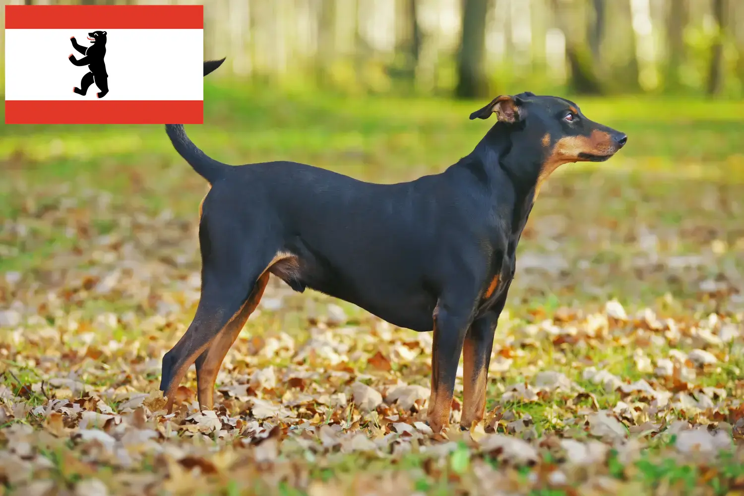 Read more about the article Német Pinscher tenyésztő és kölykök Berlinben