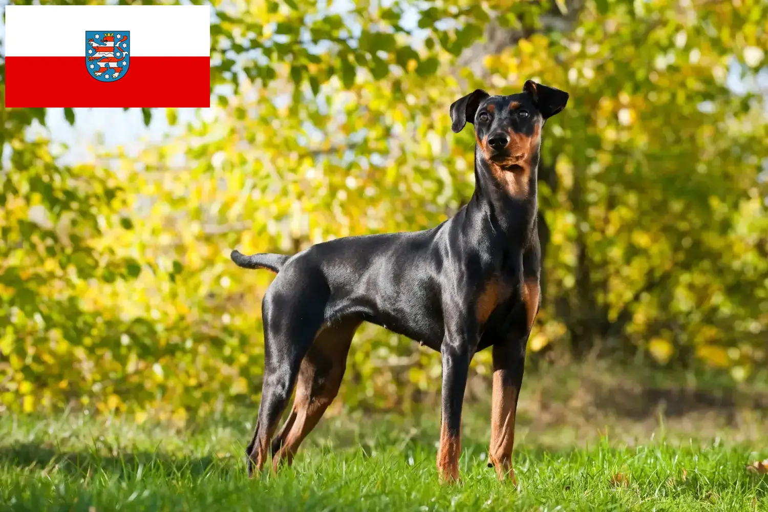 Read more about the article Német pinscher tenyésztők és kölykök Türingiában