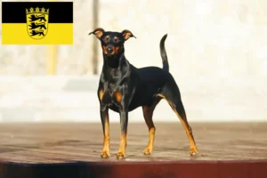 Read more about the article Német pinscher tenyésztők és kölykök Baden-Württembergben