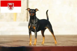 Read more about the article Német pinscher tenyésztők és kölykök Brandenburgban