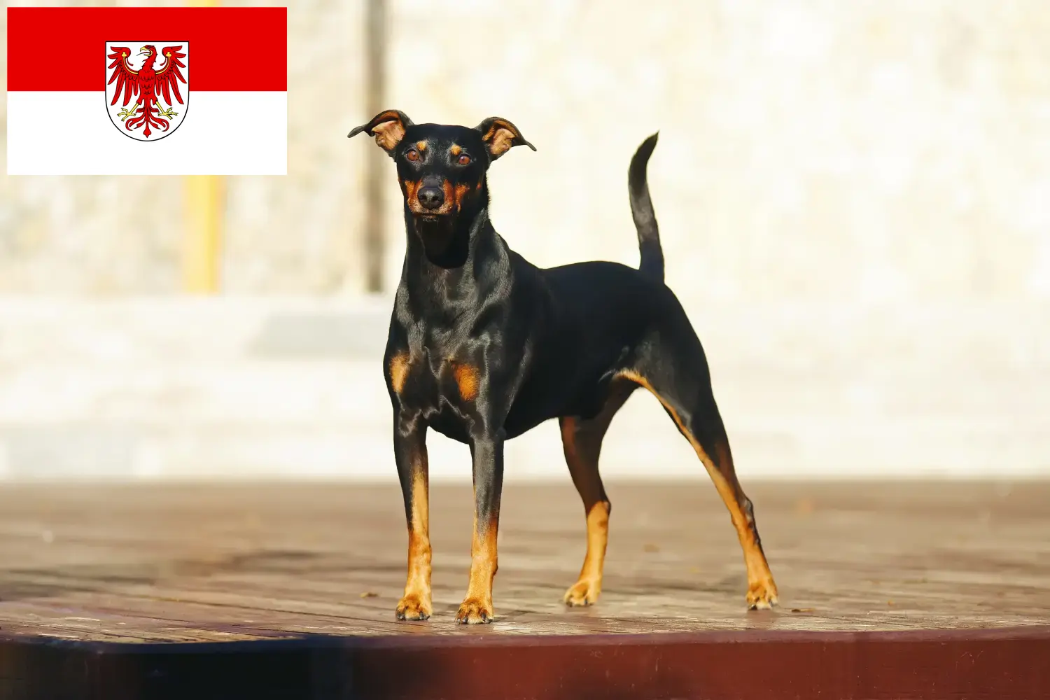 Read more about the article Német pinscher tenyésztők és kölykök Brandenburgban