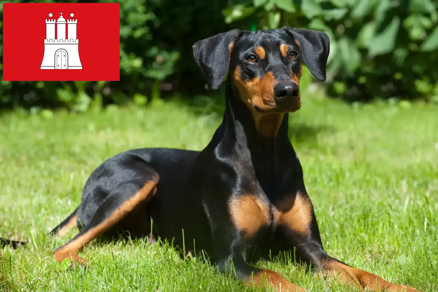 Read more about the article Német Pinscher tenyésztő és kölykök Hamburgban