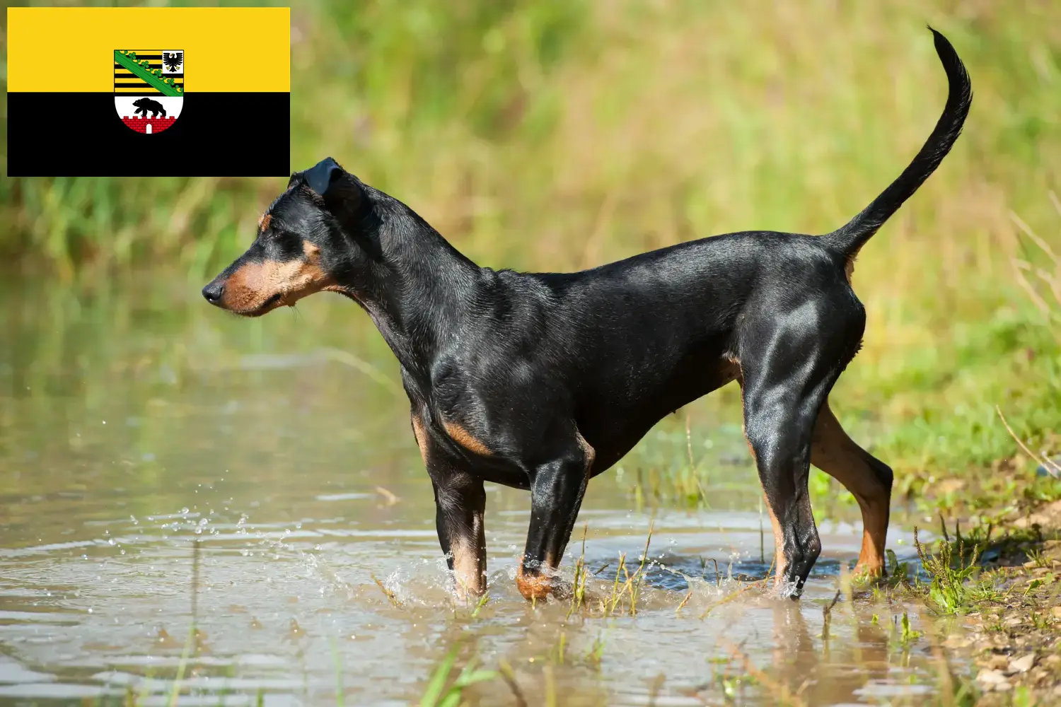 Read more about the article Német pinscher tenyésztők és kiskutyák Szász-Anhaltban