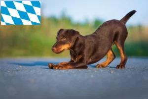 Read more about the article Német vadászterrier tenyésztők és kiskutyák Bajorországban