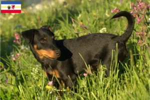 Read more about the article Német vadászterrier tenyésztők és kiskutyák Mecklenburg-Vorpommernben