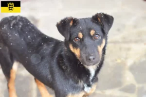 Read more about the article Német vadászterrier tenyésztők és kölykök Baden-Württembergben