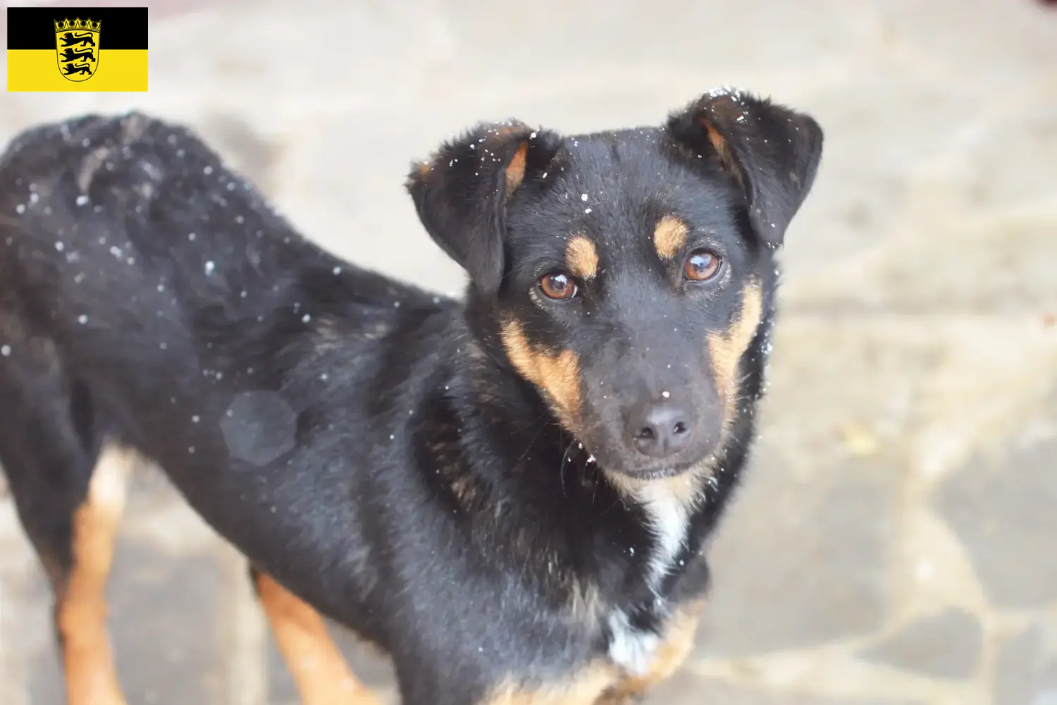 Read more about the article Német vadászterrier tenyésztők és kölykök Baden-Württembergben