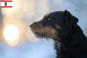 Read more about the article Német vadászterrier tenyésztő és kölykök Berlinben