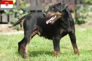 Read more about the article Német vadászterrier tenyésztők és kölykök Brandenburgban