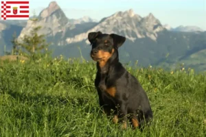 Read more about the article Német vadászterrier tenyésztő és kölykök Brémában
