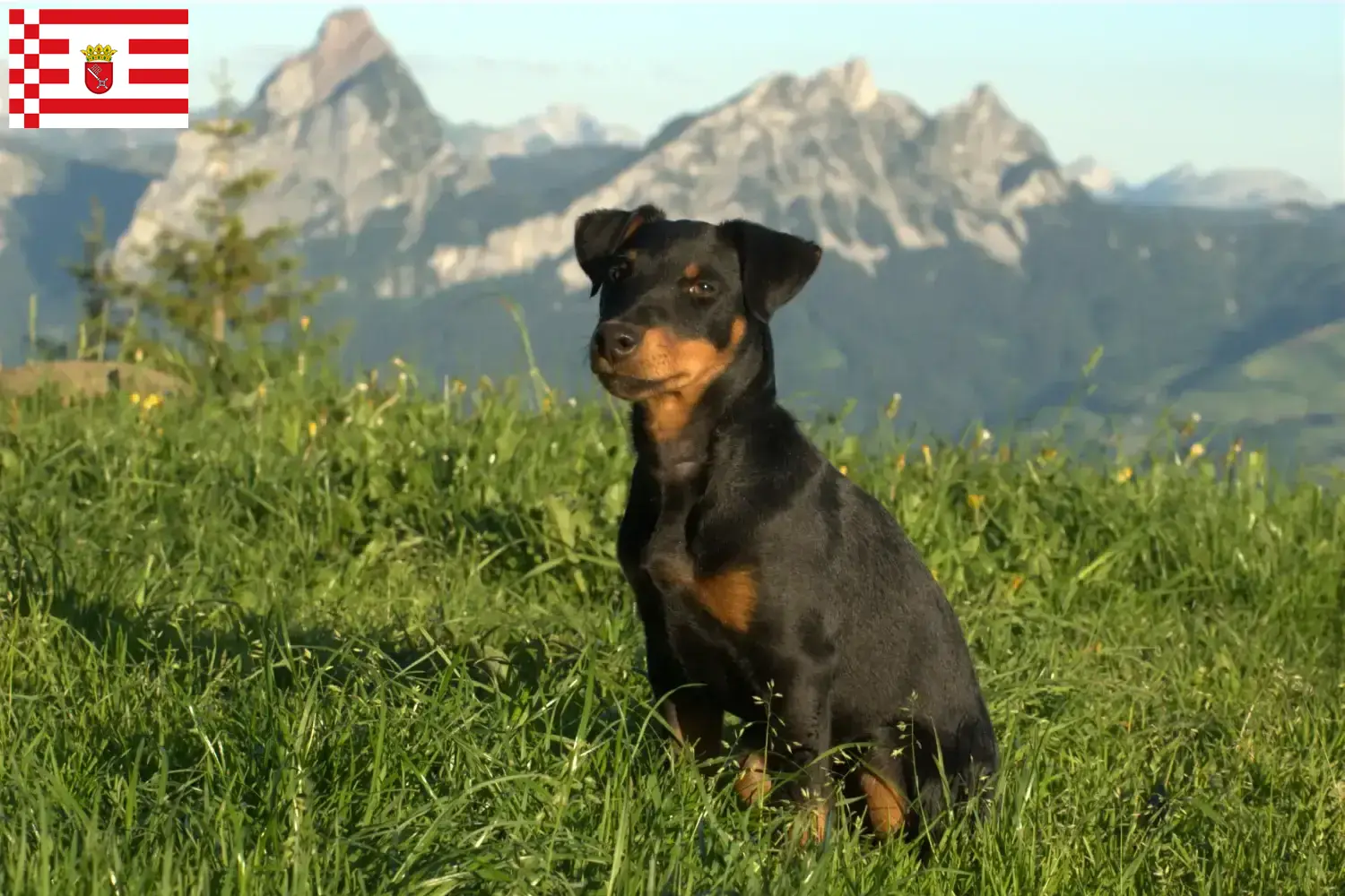 Read more about the article Német vadászterrier tenyésztő és kölykök Brémában