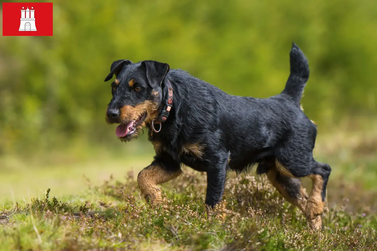 Read more about the article Német vadászterrier tenyésztő és kölykök Hamburgban