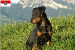 Read more about the article Német vadászterrier tenyésztők és kiskutyák Hessenben