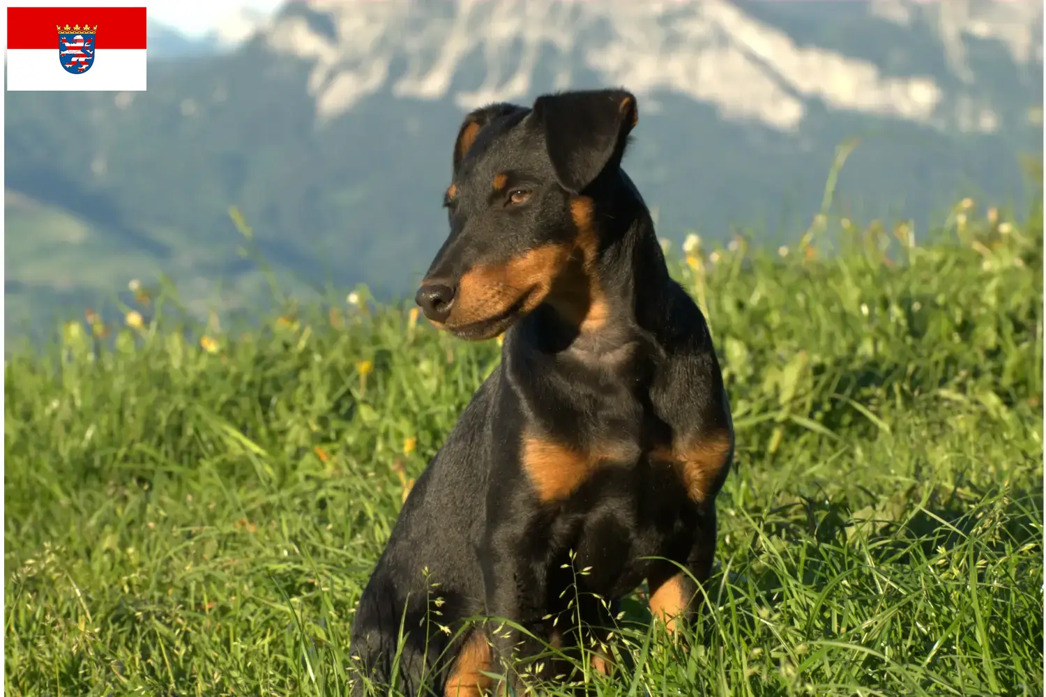 Read more about the article Német vadászterrier tenyésztők és kiskutyák Hessenben
