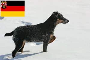 Read more about the article Német vadászterrier tenyésztők és kiskutyák Rajna-vidék-Pfalzban