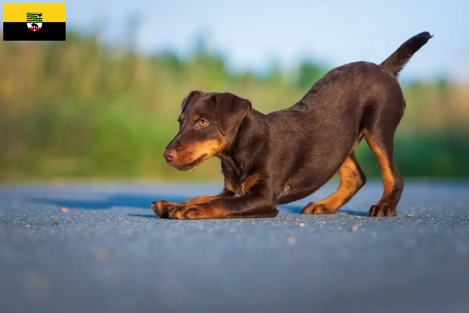 Read more about the article Német vadászterrier tenyésztők és kölykök Szász-Anhaltban