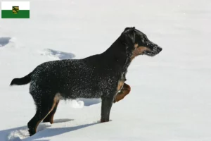 Read more about the article Német vadászterrier tenyésztők és kiskutyák Szászországban