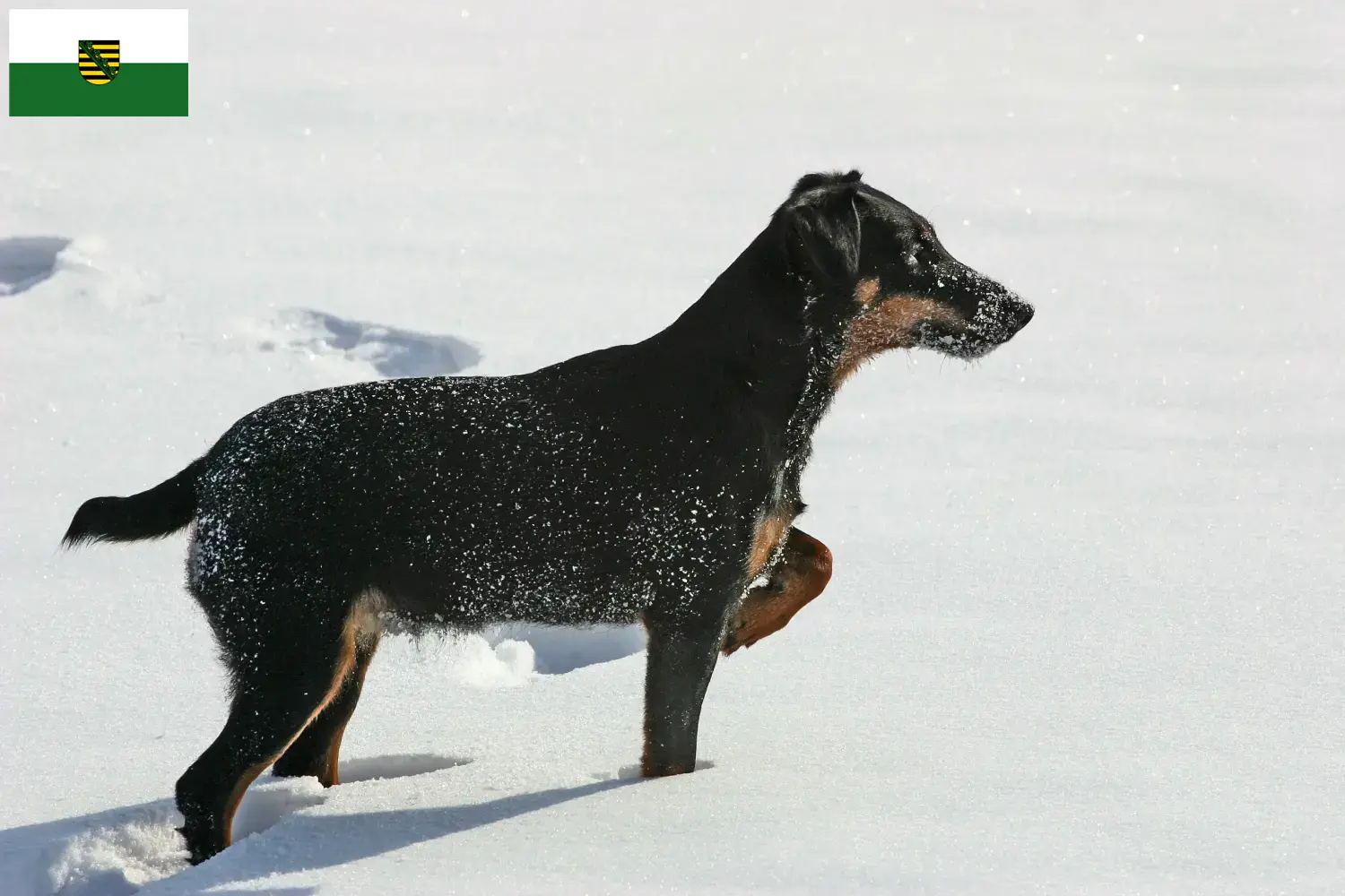 Read more about the article Német vadászterrier tenyésztők és kiskutyák Szászországban