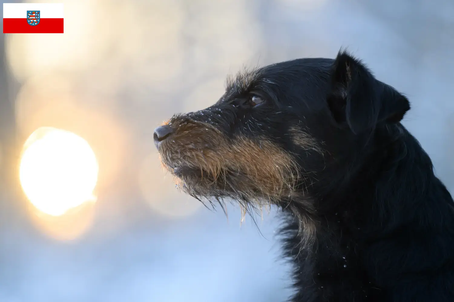Read more about the article Német vadászterrier tenyésztők és kölykök Türingiában