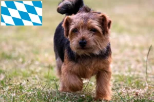 Read more about the article Norfolk terrier tenyésztők és kiskutyák Bajorországban