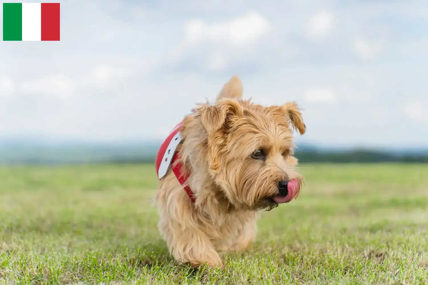 Norfolk terrier kölykök és tenyésztők Olaszország Norfolk terrier tenyésztőket Olaszországban itt találsz.