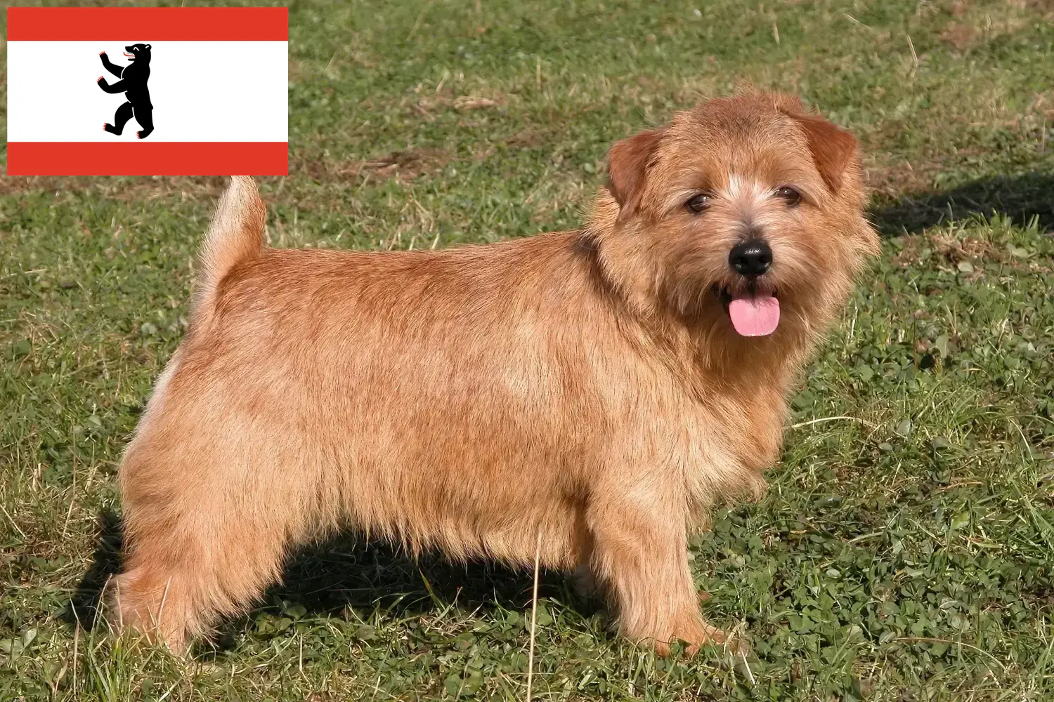 Read more about the article Norfolk terrier tenyésztők és kölykök Berlinben