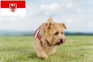 Read more about the article Norfolk terrier tenyésztők és kölykök Brandenburgban