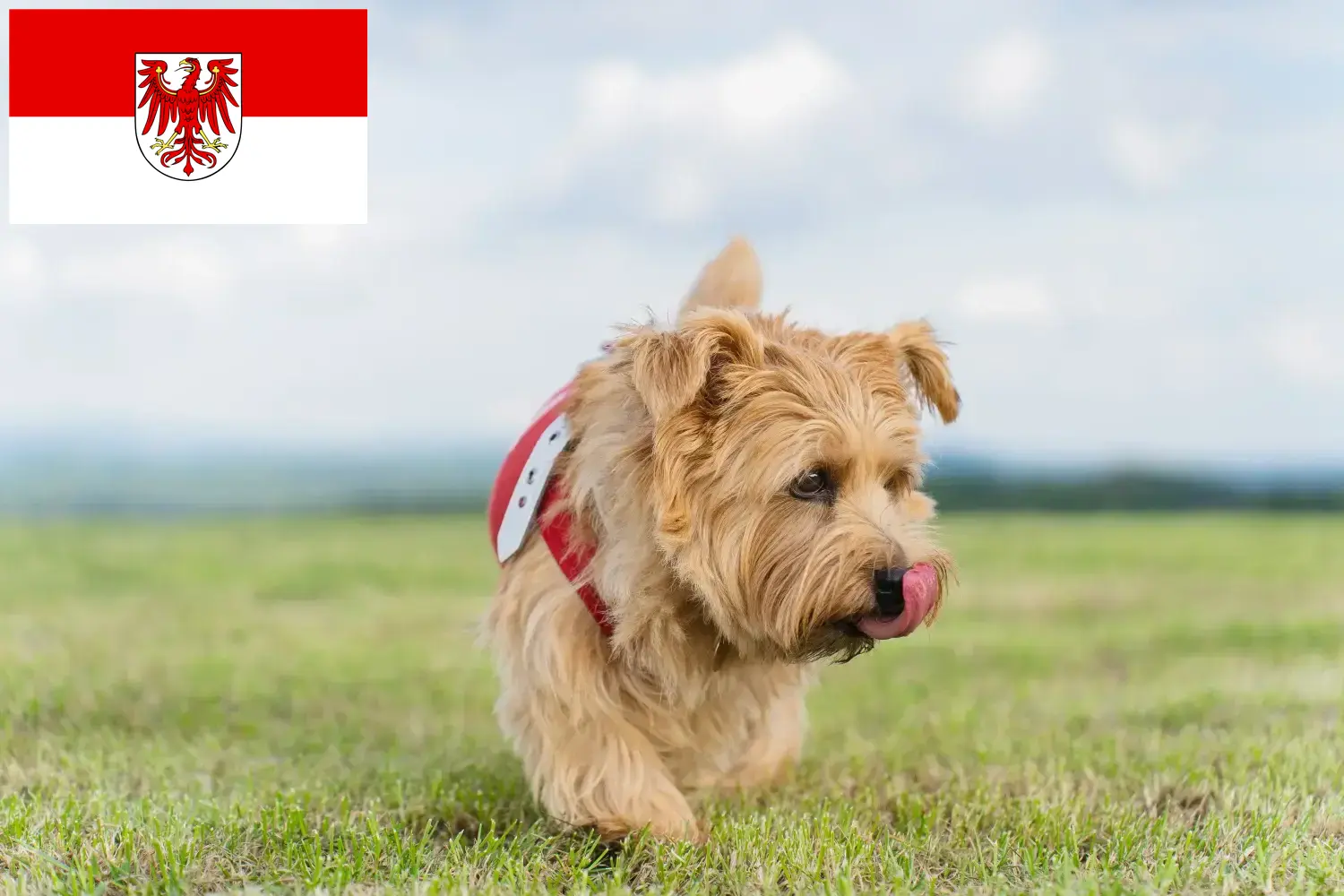 Norfolk terrier kölykök és tenyésztők Brandenburg Norfolk terrier tenyésztőket Brandenburgban itt találsz.