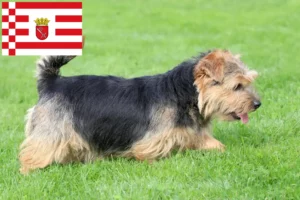Read more about the article Norfolk terrier tenyésztők és kölykök Brémában