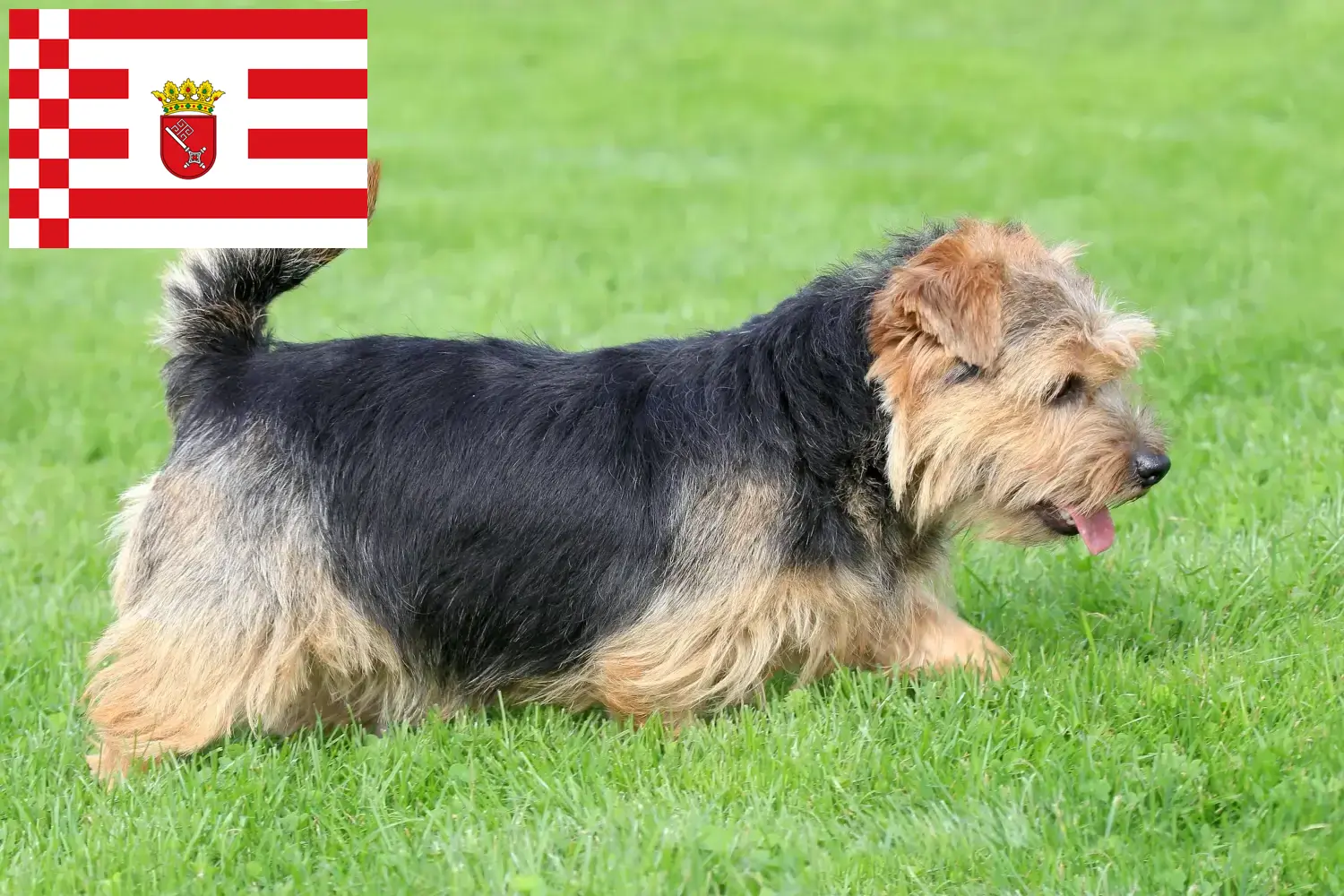 Norfolk terrier kölykök és tenyésztők Bremen Norfolk terrier tenyésztőket Brémában itt találsz.