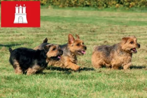 Read more about the article Norfolk terrier tenyésztők és kölykök Hamburgban