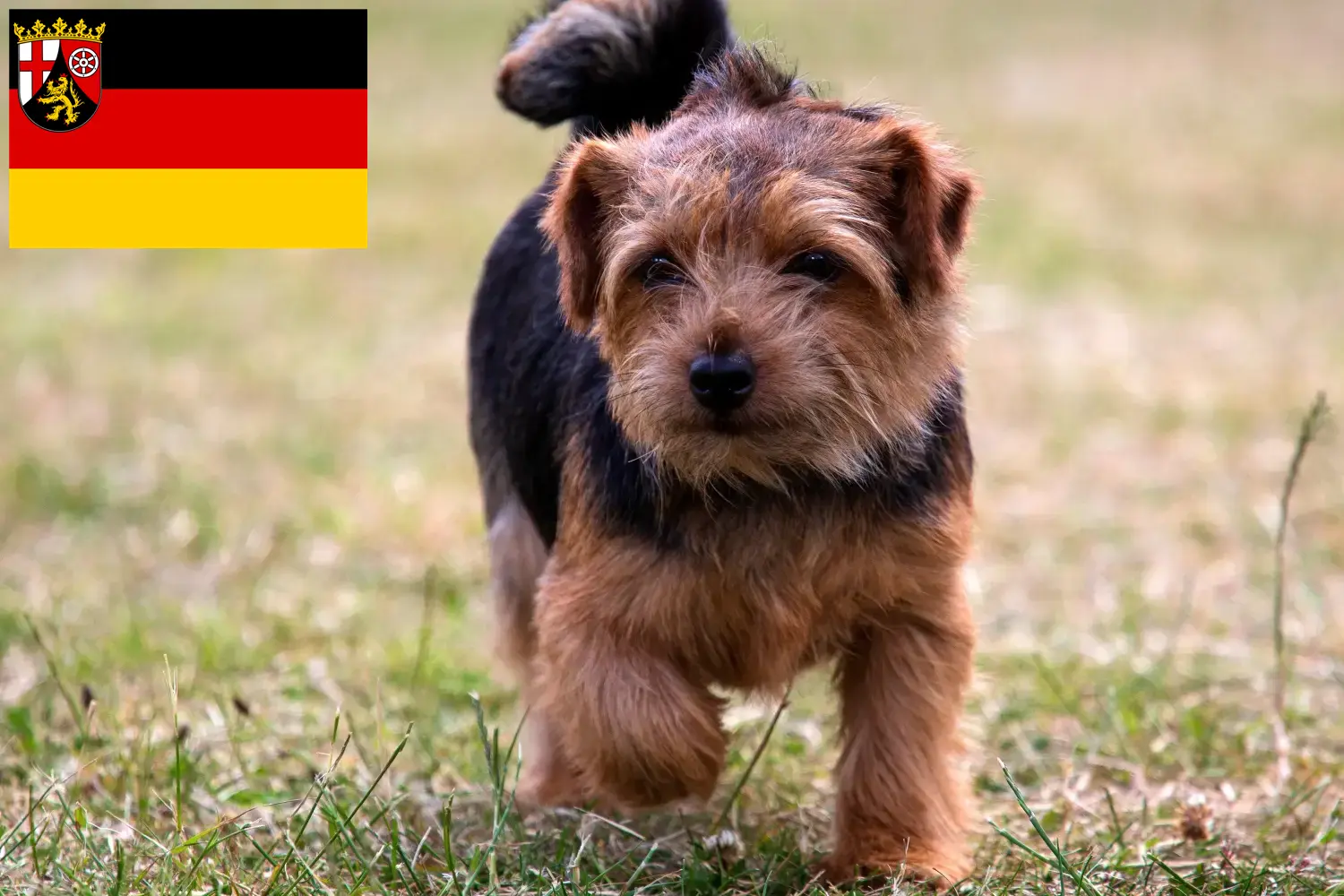 Norfolk terrier kiskutyák és tenyésztők Rajna-vidék-Pfalz Norfolk terrier tenyésztőket Rajna-vidék-Pfalzban itt találsz.