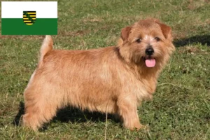 Read more about the article Norfolk terrier tenyésztők és kölykök Szászországban