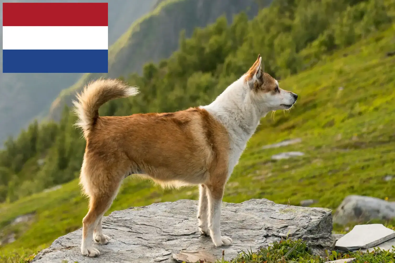 Norvég Lundehund kölykök és tenyésztők Hollandia Itt talál norvég Lundehund tenyésztőket Hollandiában.