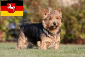 Read more about the article Norwich terrier tenyésztők és kölykök Alsó-Szászországban