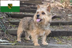 Read more about the article Norwich terrier tenyésztők és kiskutyák Szászországban