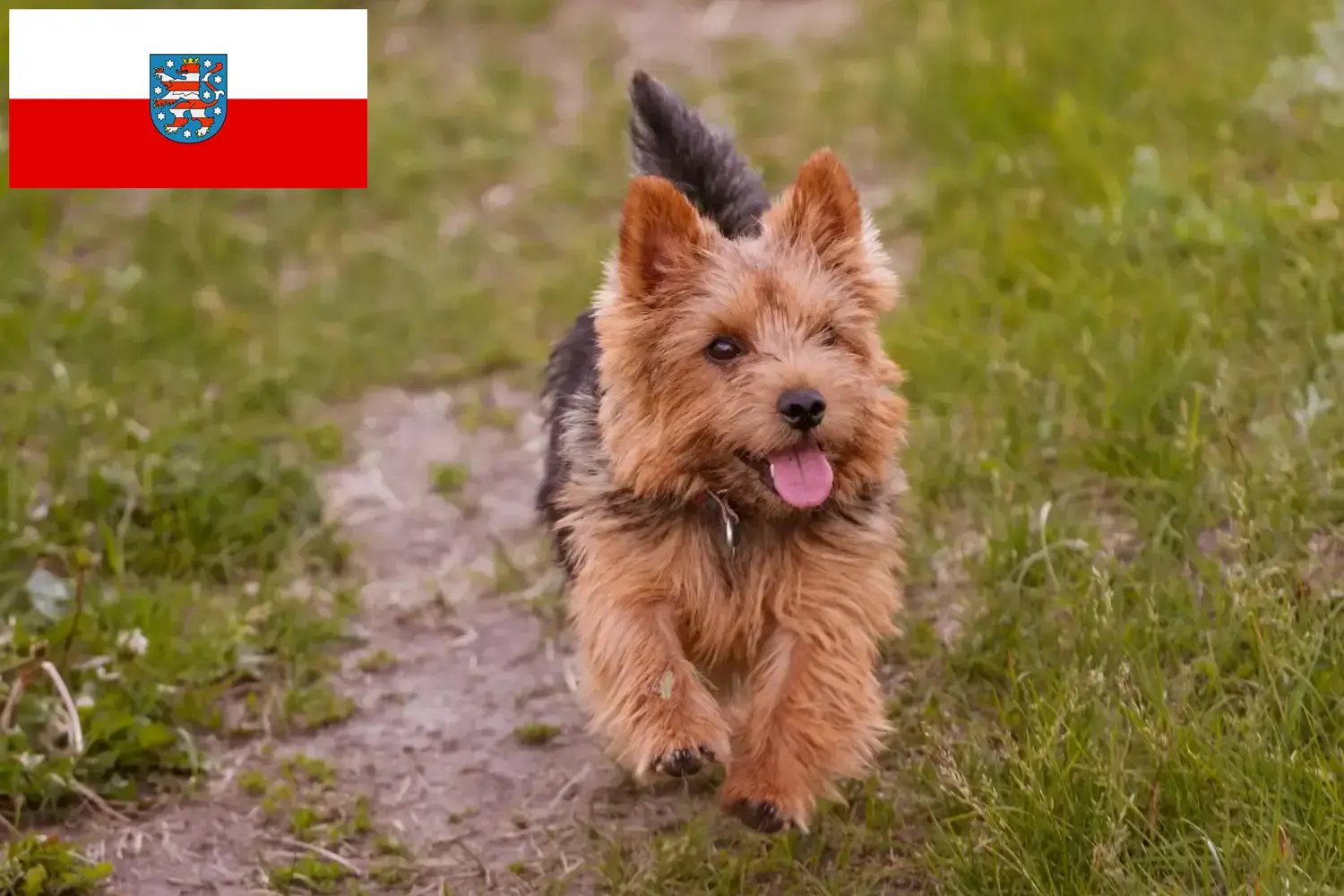 Norwich Terrier kiskutyák és tenyésztők Thüringia Norwich terrier tenyésztőket találsz itt: Thüringia.