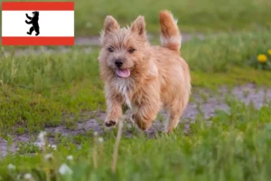 Read more about the article Norwich Terrier tenyésztők és kölykök Berlinben