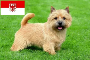 Read more about the article Norwich terrier tenyésztők és kölykök Brandenburgban