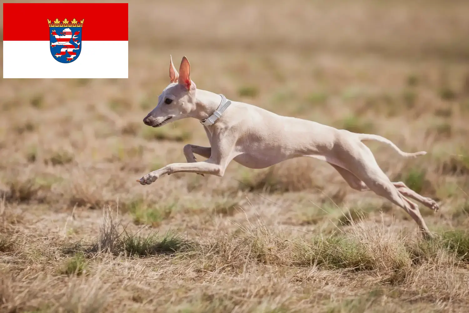 Olasz szélcsengő kölyökkutyák és tenyésztő Hessen Itt megtalálja a hesseni olasz szélcsengettyű tenyésztőket.