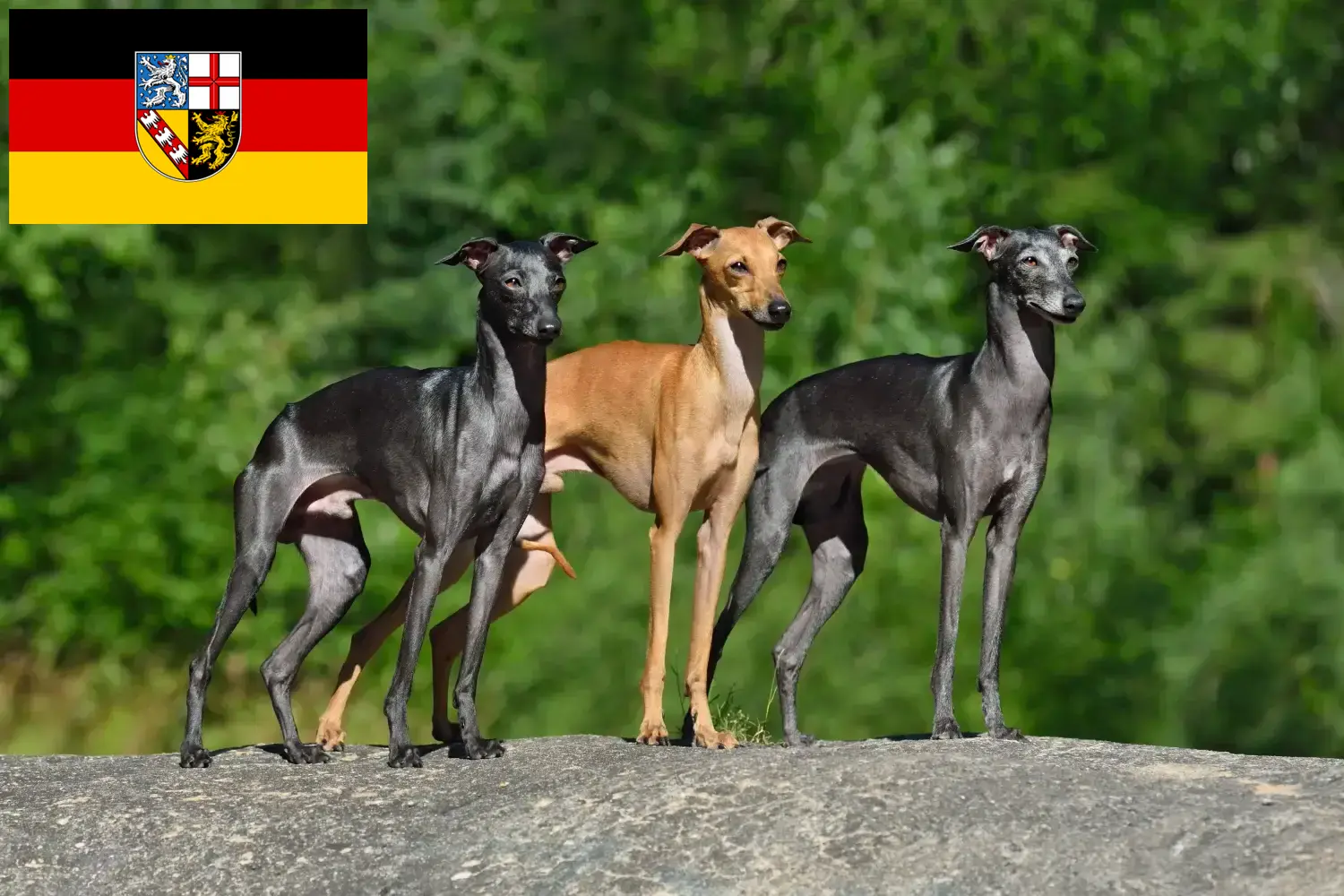 Olasz szélcsengő kölyökkutyák és tenyésztő Saarland Itt megtalálja a Saar-vidéki olasz szélcsengettyű tenyésztőket.
