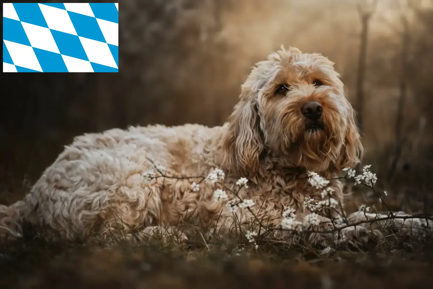 Read more about the article Otterhund tenyésztők és kölykök Bajorországban