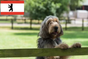Read more about the article Otterhund tenyésztők és kölykök Berlinben