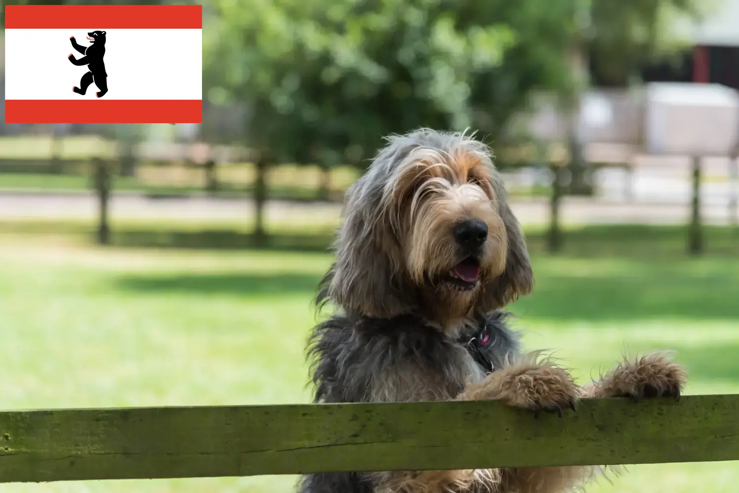 Read more about the article Otterhund tenyésztők és kölykök Berlinben