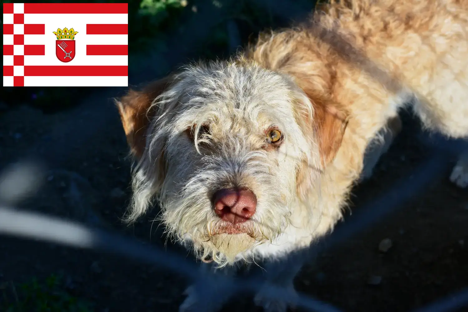 Otterhund kiskutyák és tenyésztők Bremen Keresse meg a brémai Otterhunde tenyésztőket itt.