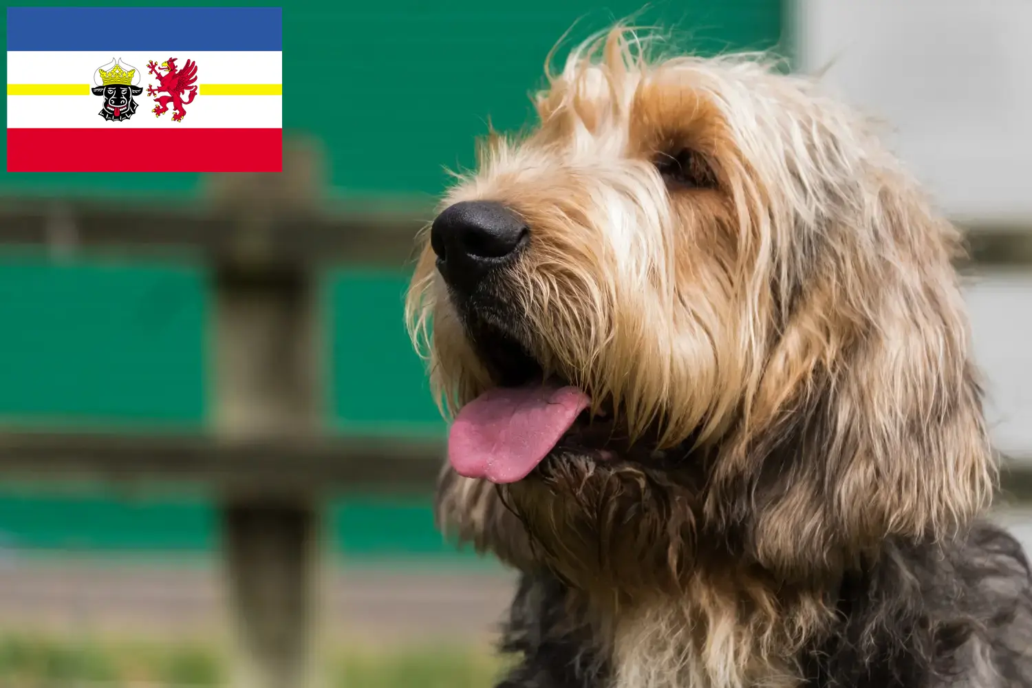 Vidra kutyakölykök és tenyésztők Mecklenburg-Vorpommern tartományban Itt találhat vidrahund tenyésztőket Mecklenburg-Elő-Pomeránia területén.