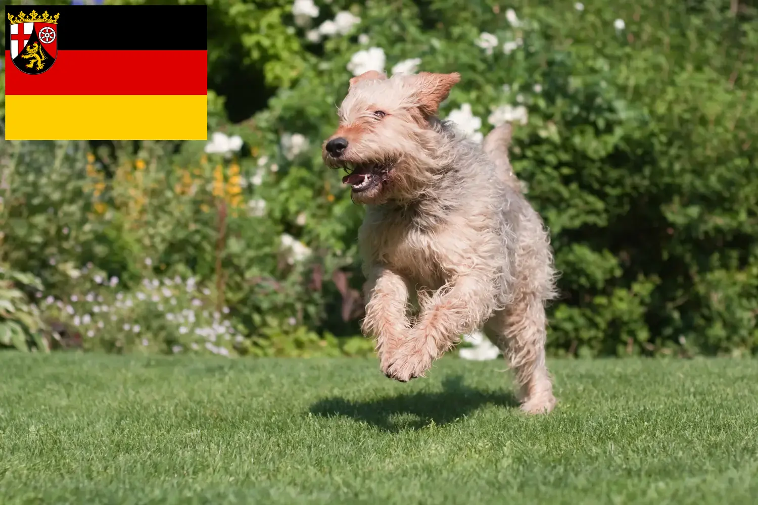 Vidra kutyakölykök és tenyésztők Rajna-vidék-Pfalz Itt találhat vidrahund tenyésztőket Rajna-vidék-Pfalzban.