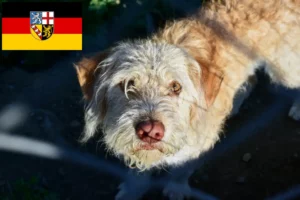 Read more about the article Otterhund tenyésztők és kölykök Saar-vidéken