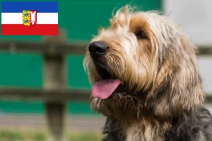 Read more about the article Otterhund tenyésztők és kölykök Schleswig-Holstein tartományban